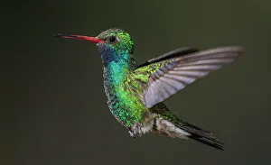 Images Dated 11th January 2023: Broad-billed hummingbird flying, USA, Arizona