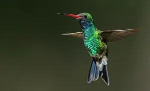 Images Dated 11th January 2023: Broad-billed hummingbird flying, USA, Arizona