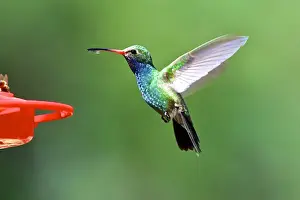 The broad-billed hummingbirds (Cynanthus latirostris) breeding habitat is