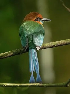 Costa Rica Prints: Broad-billed motmot on limb, Costa Rica, Central America