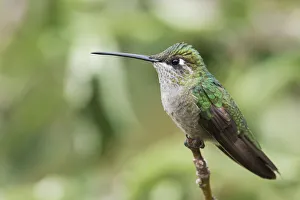 Images Dated 26th October 2019: Broad-tailed Hummingbird (female)