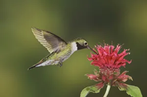 Broad-tailed Hummingbird, Selasphorus platycercus, male in flight feeding on Bee Balm