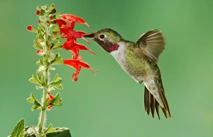 Broad-tailed Hummingbird, Selasphorus platycercus, male feeding on sage (salvia ssp