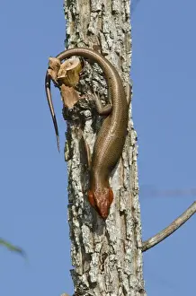 Broadhead Skink (Eumeces laticeps) Male The Orianne Indigo Snake Preserve