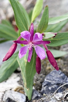 Images Dated 26th June 2006: Broadleaf Fireweed Blossom (Chamerion latifolium) - Arctic National Wildlife Refuge