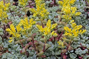 Images Dated 29th December 2021: Broadleaf stonecrop, Olympic National Park, Washington State