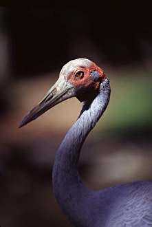 Queensland Prints: The brolga (Grus rubicunda) is one of Australias species of crane. Port Douglas