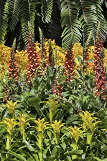 Conservatory Prints: Bromelia planting in covered Conservatory Longwood Gardens, Pennsylvania