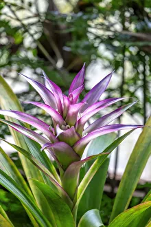Bromeliad Prints: Bromeliad