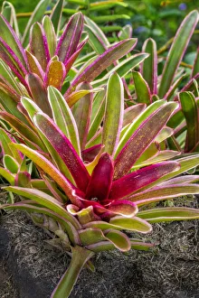 Bromeliad