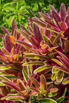 Bromeliad