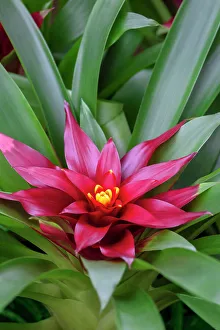 Bromeliad Prints: Bromeliad