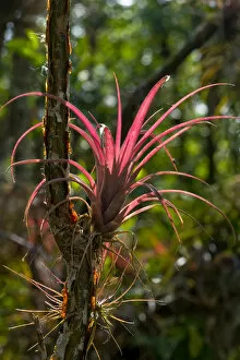 Images Dated 25th March 2005: A bromeliad airplant, of the genus Tillandsia, has pineapple-like leaves that seasonally show red