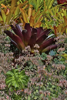 Bromeliad planting on hillside, Upcountry, Maui, Hawaii