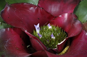 Bromeliad Prints: Bromeliad, San Jose, Costa Rica