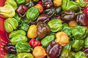 New York City Prints: The Bronx, New York, USA. Multi colored bell peppers for sale