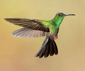 Images Dated 23rd August 2022: Bronze-tailed plumeleteer flying, Costa Rica, Central America