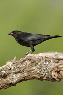Hidalgo Co Prints: Bronzed Cowbird (Molothrus aeneus) perched, Texas