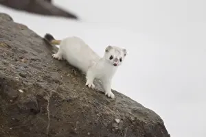 Images Dated 15th September 2011: Brooks Range, Arctic National Wildlife Refuge (ANWR), Alaska, a short-tailed weasel