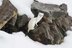 Anwr Prints: Brooks Range, Arctic National Wildlife Refuge (ANWR), Alaska, a short-tailed weasel
