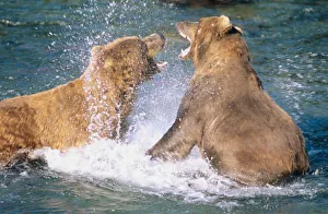 Territorial Prints: Brooks River, Katmai National Park, Alaska. Two male Alaskan Brown Bears (Ursus arctos)