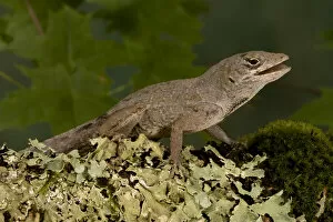 Brown Anole, Anolis sagrei, resting on moss. SE USA, Controlled Situation