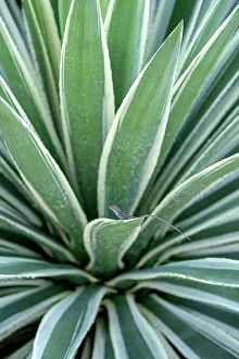 Agave Prints: Brown anole on a century plant