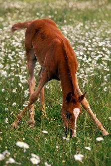 Images Dated 28th September 2006: A brown Arabian foal eating grass amid white wildflowers