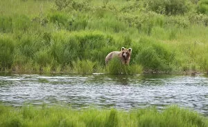 USA, North America, Alaska Gallery: Brown Bear in Brooks River, Katmai National Park, Alaska, USA