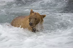 USA, North America, Alaska Gallery: Brown Bear catching salmon at Brooks Falls, Katmai National Park, Alaska, USA