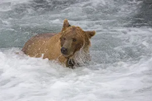 USA, North America, Alaska Gallery: Brown Bear catching salmon at Brooks Falls, Katmai National Park, Alaska, USA