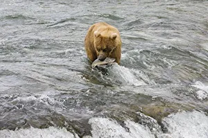 Brown Bear catching salmon at Brooks Falls, Katmai National Park, Alaska, USA Brown Bear catching salmon at Brooks Falls, Katmai National Park, Alaska, USA