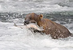 Brown Bear catching salmon at Brooks Falls, Katmai National Park, Alaska, USA Brown Bear catching salmon at Brooks Falls, Katmai National Park, Alaska, USA