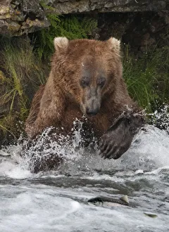 Brown Bear catching salmon at Brooks Falls, Katmai National Park, Alaska, USA Brown Bear catching salmon at Brooks Falls, Katmai National Park, Alaska, USA