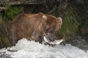 Brown Bear catching salmon at Brooks Falls, Katmai National Park, Alaska, USA Brown Bear catching salmon at Brooks Falls, Katmai National Park, Alaska, USA