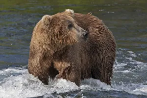 Brown Bear catching salmon at Brooks Falls, Katmai National Park, Alaska, USA Brown Bear catching salmon at Brooks Falls, Katmai National Park, Alaska, USA