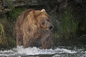 Brown Bear catching salmon at Brooks Falls, Katmai National Park, Alaska, USA Brown Bear catching salmon at Brooks Falls, Katmai National Park, Alaska, USA