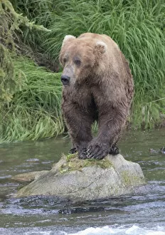 USA, North America, Alaska Gallery: Brown Bear catching salmon in Brooks River, Katmai National Park, Alaska, USA