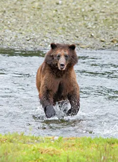Ursus Arcto Prints: Brown bear chases after a salmon dinner at Pack Creek