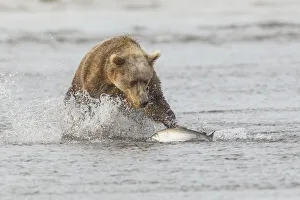 Prints of Brown bear chasing salmon, Silver Salmon Creek, Lake Clark National Park, Alaska Images Dated 2019 June: Brown bear chasing salmon, Silver Salmon Creek, Lake Clark National Park, Alaska