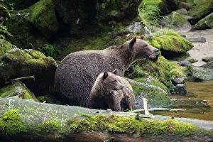 Danger Prints: Brown bear cub staying close to mom at Anan Creek