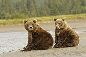 Couple Prints: Brown bear cubs nursing, Silver Salmon Creek, Lake Clark National Park, Alaska