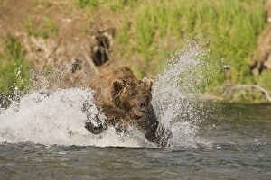 A brown bear dives after red salmon while fishing in the Brooks River in Katmai National