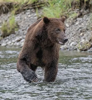 Betty Sederquist Prints: Brown bear fishes for salmon