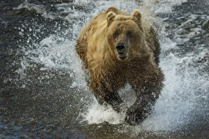 Brown bear fishing, Katmai National Park, Alaska, USA