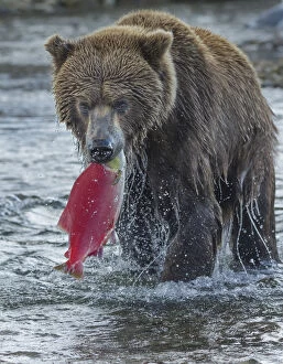 Bear Gallery: Brown bear fishing, Katmai National Park, Alaska, USA
