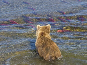 Images Dated 1st January 2000: Brown bear fishing in shallow waters, Katmai National Park, Alaska, USA
