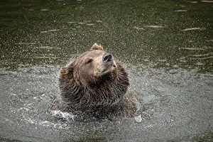 Funny Prints: Brown bear at Fortress of the Bear, a rescue center in Sitka, shakes off water
