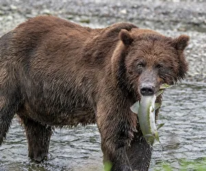 Betty Sederquist Prints: Brown bear gets ready for a salmon lunch
