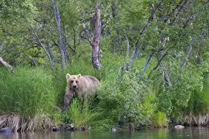 Brown Bear in the grass by Brooks River, Katmai National Park, Alaska, USA
